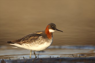 Red-necked phalarope (Phalaropus lobatus), Animals, Birds, Waders, Male Red-necked Phalarope in