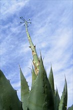 Parry's century plant, Parry's agave (Agave parryi), mescal agave, native to Arizona, New Mexico