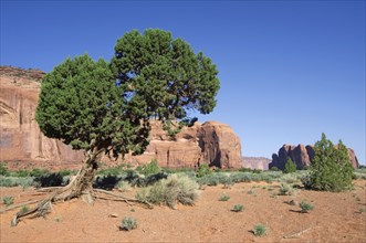 Arizona cypress (Cupressus arizonica) (Callitropsis arizonica) in Monument Valley Navajo Tribal