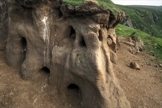 Densely packed, excavated burrows on the cliff in the breeding colony of the puffin (Fratercula