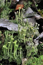 Pixie-cup lichen (Cladonia fimbriata), powdered trumpet lichen growing on wood of rotten tree trunk