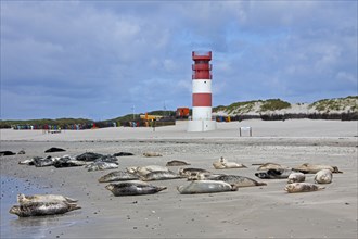 Seal, Common seal, Harbour harbor seals, Common seals, Marine mammals, Predators, Seals, Mammals,