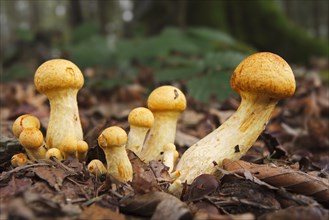 Golden scalycap (Pholiota aurivella) mushrooms