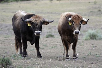 Mirandesa cattle, pair, Alentejo, bull and cow, bull, Portugal, Europe