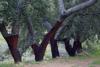 Cork Oak (Quercus suber), peeled trunks, Extremadura, Spain, Europe