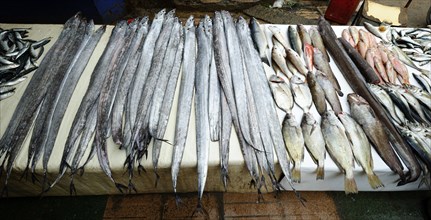 Morocco, fish, medina, Essaouira, fish stall, Africa