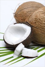 Opened coconuts (Cocos nucifera) , Coconut