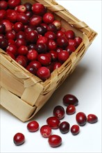 Cranberries (Vaccinium macrocarpon) Large fruity cranberry, cranberry culture, chip basket