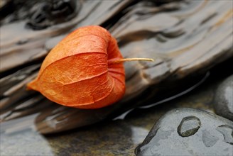 Bladder cherry (Physalis alkekengi), Fruit (Physalis franchetii), Judas cherry, Bubble cherry