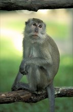 Long-tailed Macaque, female, Singapore, Crab-eating Macaque (Macaca fascicularis), Asia