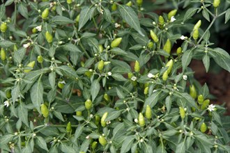 Bird's Eye Pepper (Capiscum)