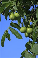 Walnut fruits on tree, Germany (Juglans regia)