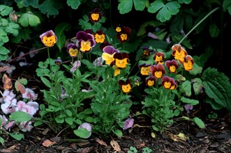 Horned pansy (Viola cornuta)