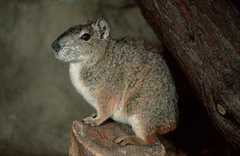 Rock Cavy (Kerodon rupestris), side