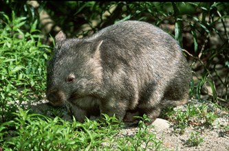 Common Wombat (Vombatus ursinus)