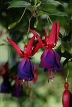 Fuchsia (Fuchsia hybride), fuchsia, flowers, plants, garden plant, ornamental plant, evening