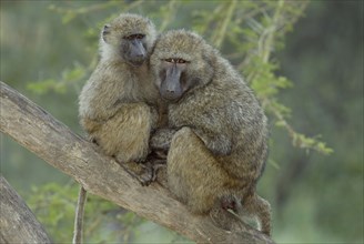 Olive baboon (Papio cynocephalus anubis), Nakuru National Park, Kenya, olive baboons (Papio