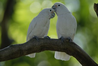 Goffin's Cockatoos, pair (Cacatua goffini), Goffinkakadus, Paar, Goffinkakadu