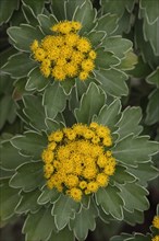 Silver and golden chrysanthemum (Chrysanthemum ajania pacifica)