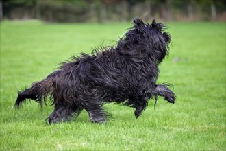 Schapendoes, Dutch shepherd domestic dog (Canis lupus familiaris) running in the garden