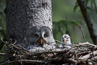 Great grey owl (Strix nebulosa) with chicks in nest in boreal forest, Sweden, Europe