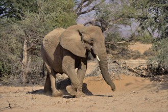 Desert elephant or African elephant (Loxodonta africana), dry riverbed of the Huab, Damaraland,