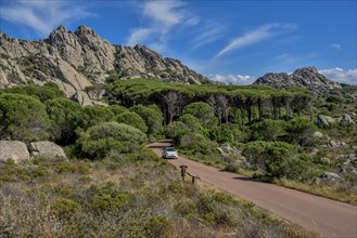 Mountain landscape with pine, car on road, Caprera island, Olbia-Tempio Province, Sardinia, Italy,