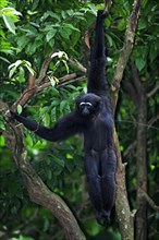 Dark-handed black-handed gibbon (Hylobates agilis), Nimble Gibbon