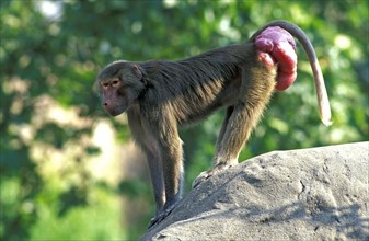 Hamadryas baboon (Papio hamadryas), female, rutting callus, lateral view