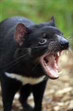 Tasmanian Devil (Sarcophilus harrisii), South Australia, teeth