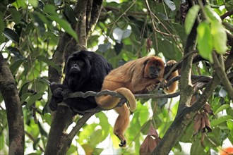 Black Howler (Alouatta caraya) Monkey, Pair, black howler