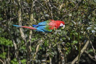 Red-and-green macaw (Ara chloroptera) eats, Cambyretá, Esteros del Iberá, Corrientes Province,