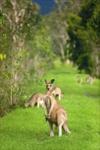 Giant kangaroos (Osphranter rufus) in a forest, wild, free, wilderness, fauna, heraldic animal, on