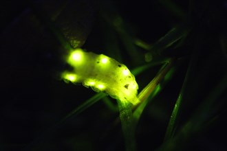 Glow Worm Beetle, female, Lower Saxony, Germany (Lampyris noctiluca)