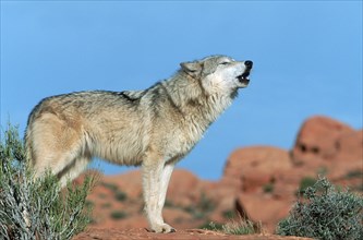 Gray wolf (Canis lupus), lateral view