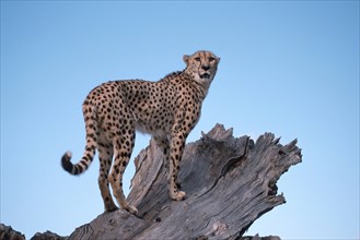 Cheetah (Acinonyx jubatus), South Africa, Africa