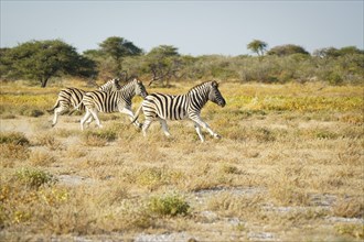 Burchells zebras (Equus quagga burchellii) galloping through grassland. Etosha National Park,