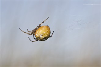 Four-spot orb weaver (Araneus quadratus), Emsland, Lower Saxony, Germany, Europe