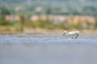 Little egret (Egretta garzetta) walking at the shore, hunting, sea, ebro delta, Catalonia, Spain,