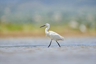 Little egret (Egretta garzetta) walking at the shore, hunting, sea, ebro delta, Catalonia, Spain,