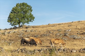 Bull and Aubrac cows in a dry pasture in summer. Aubrac, France, Europe