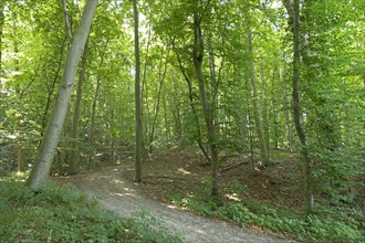 Forest, Göhren, Rügen Island, Mecklenburg-Western Pomerania, Germany, Europe