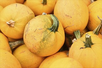 Yellow skinned Spaghetti squash on pile