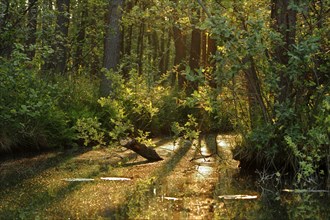 Alder forest in spring shortly after sunrise, Müritz National Park, Mecklenburg-Western Pomerania,