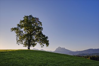 Single English oak (Quercus robur), near Füssen, behind it the Säuling, 2047m, Ostallgäu, Bavaria,