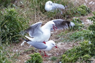 Gulls (Larinae), Otago Peninsula, New Zealand, Oceania