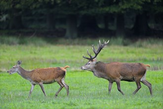 Red deer (Cervus elaphus), male pursuing female, rutting, lateral view