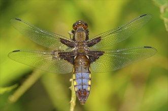 Flatbelly, male, Dingdener Heide nature reserve, North Rhine-Westphalia, Germany, Europe