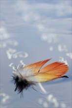 Bird feather and Chinese characters