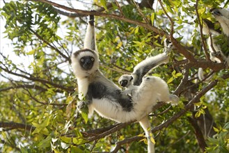 Verreaux's Sifakas, female with young, Berenty Private Reserve, Madagascar (Propithecus verreauxi